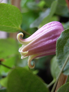 e0118257_19311659.jpg