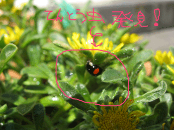 d0050871_1065011.gif