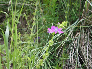 d0054276_2026499.jpg