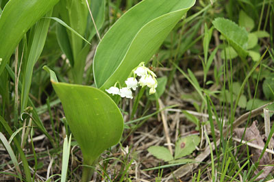 c0152779_1344352.jpg