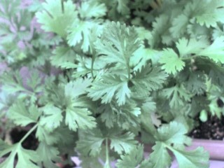 f0039281_1754677.jpg