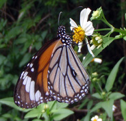 c0018489_0285221.jpg