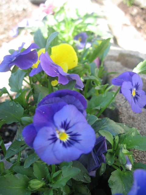 f0202703_23193863.jpg