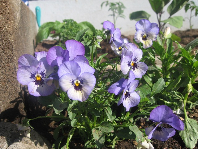 f0202703_23201192.jpg