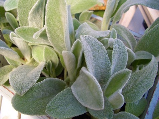e0128909_1914212.jpg