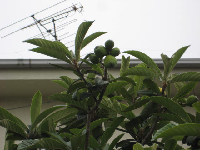 e0166032_2037042.jpg