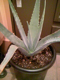 c0025033_22181247.jpg