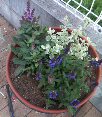 f0204440_1383116.jpg