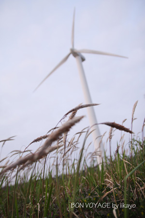e0118941_1737661.jpg