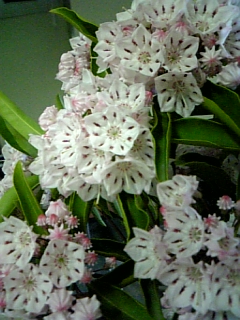 e0150849_16234827.jpg
