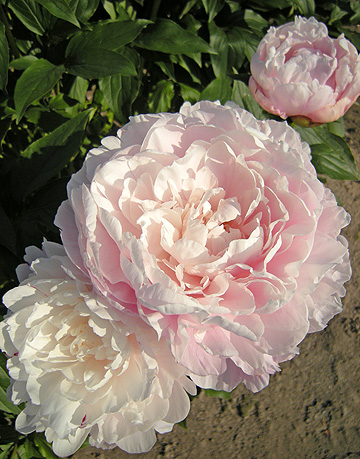 a0001354_22501420.jpg