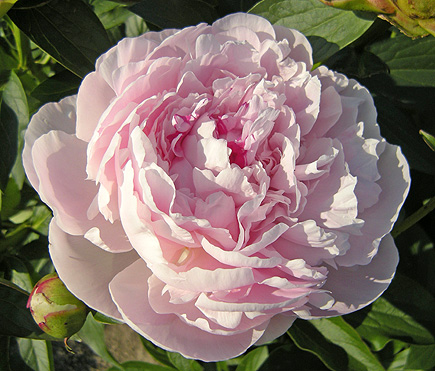 a0001354_22513666.jpg