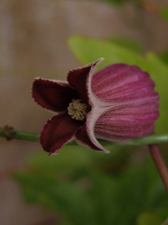 e0118257_20214011.jpg