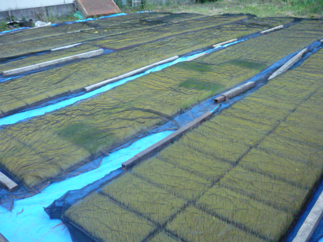 d0040076_824387.jpg