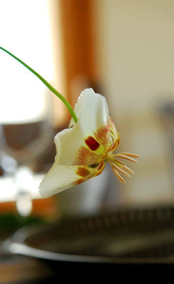 f0032481_21423814.gif