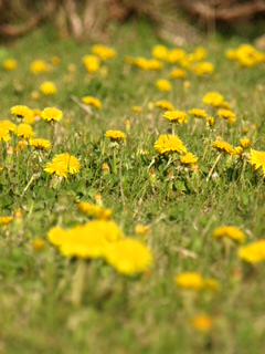 d0140300_8365630.jpg