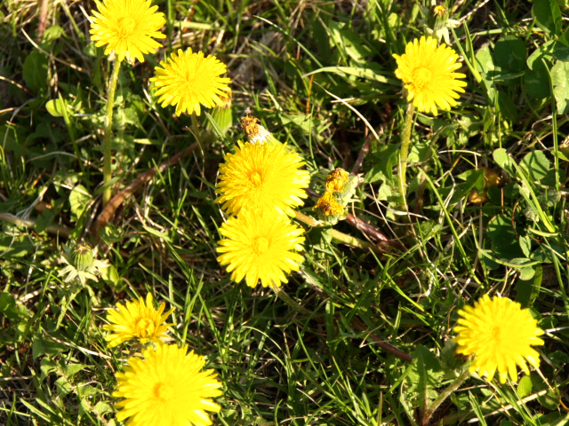 d0140300_8371294.jpg