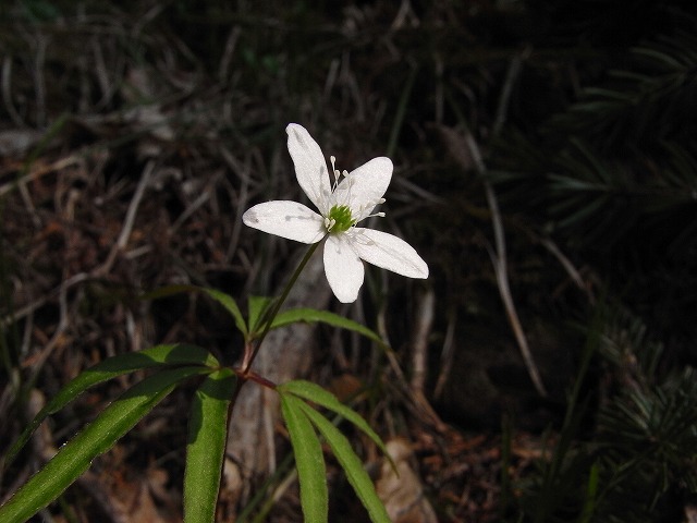 f0157901_11164889.jpg