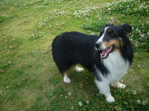 e0130008_21173315.jpg