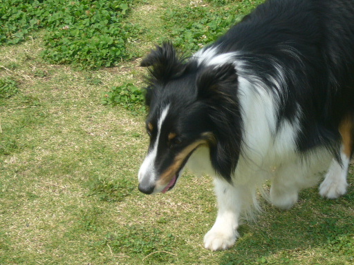 e0130008_21235744.jpg
