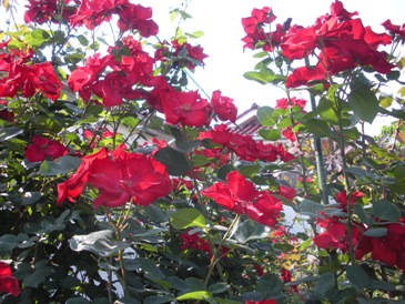 e0149340_22344945.jpg
