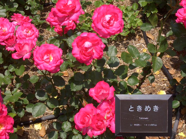 b0163750_17512838.jpg