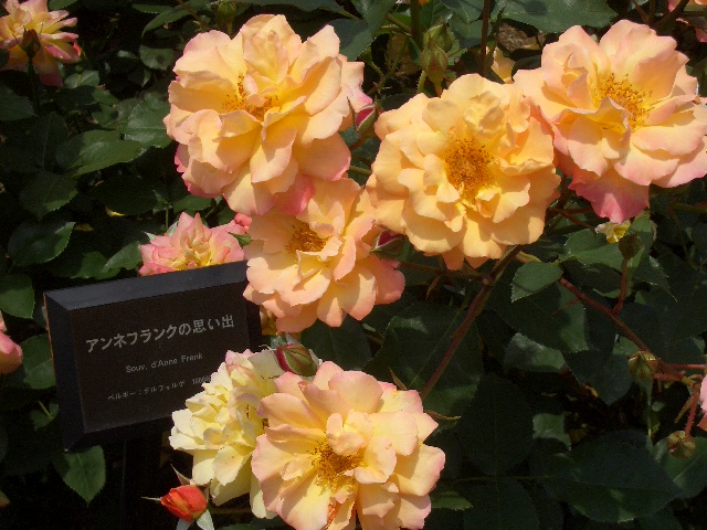 b0163750_17544389.jpg