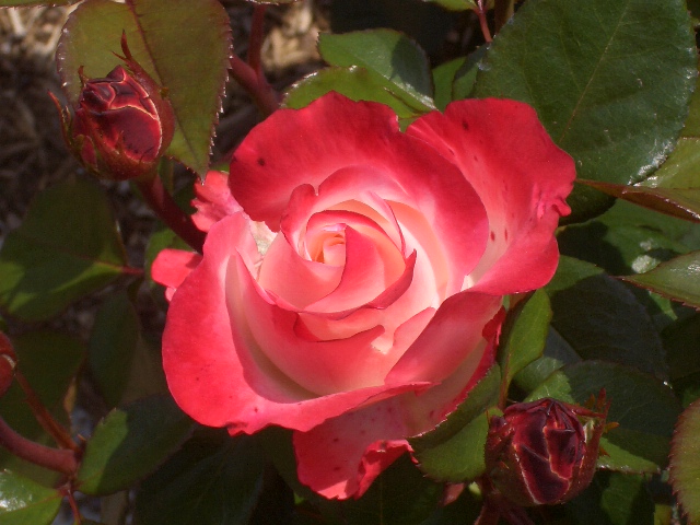 b0163750_1802880.jpg