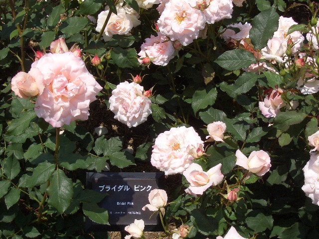 b0163750_1833717.jpg
