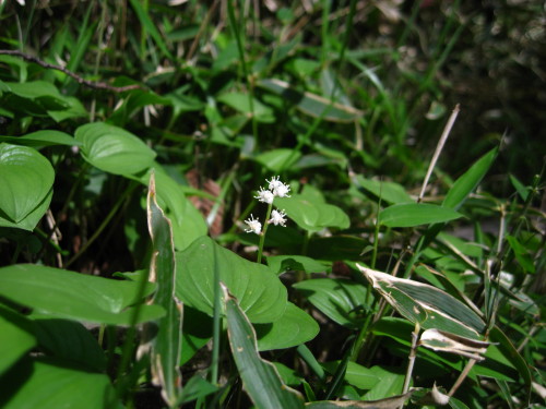 c0179351_14214922.jpg