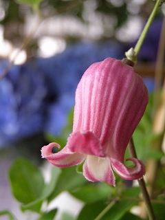 e0118257_18393829.jpg