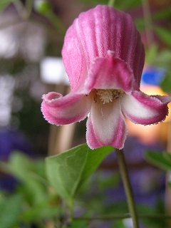 e0118257_18412434.jpg
