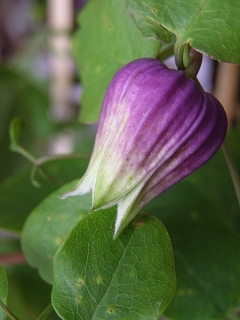 e0118257_1842040.jpg