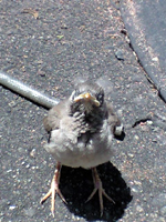 e0151758_12225241.jpg