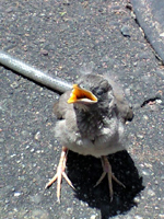e0151758_1223076.jpg