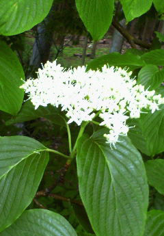 c0158387_20291958.jpg