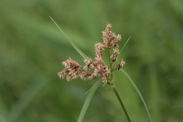 d0133693_20295875.jpg