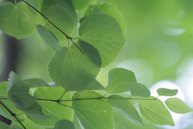 d0133693_20303947.jpg