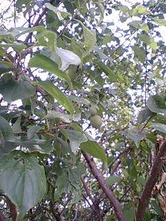 c0163102_20234420.jpg