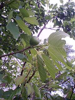 c0163102_20255169.jpg