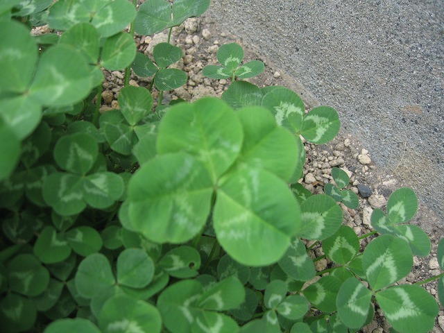 f0202703_2330516.jpg