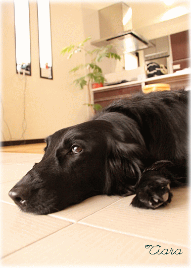 c0017311_2230433.gif
