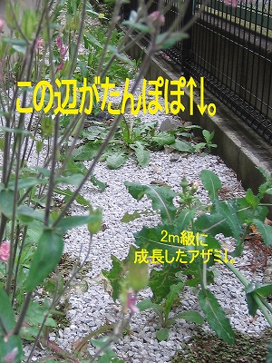 b0181615_1455298.jpg