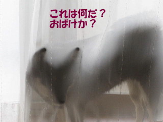 c0185516_2229544.jpg