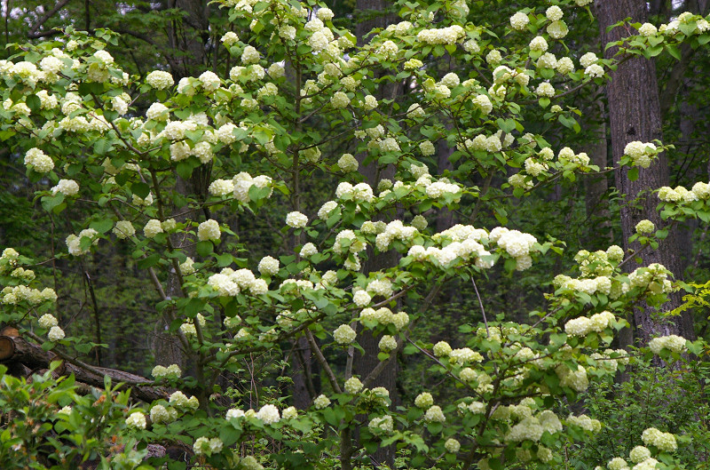 e0136424_7191291.jpg