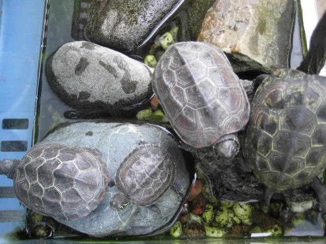 e0166032_20512093.jpg