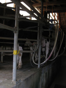 f0011734_1502321.jpg