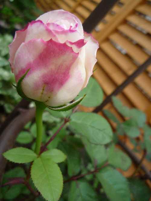 a0061973_8171917.jpg