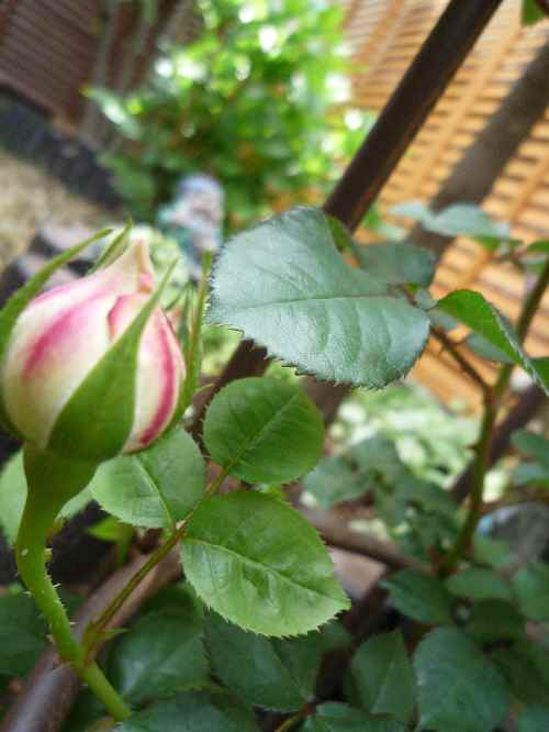 a0061973_8174762.jpg