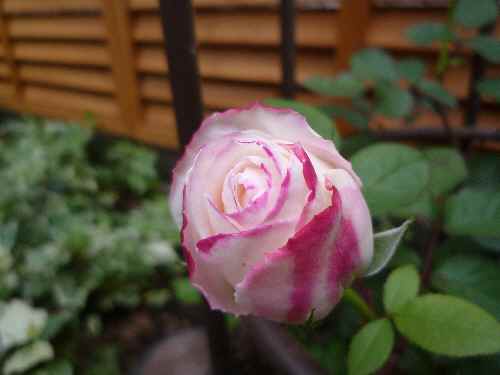 a0061973_8185350.jpg